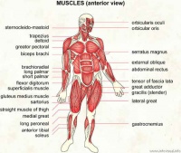 008 Muscles anterior view